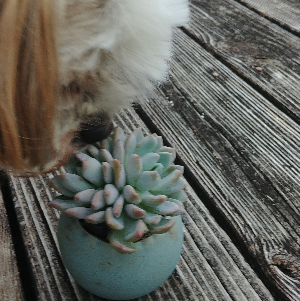 Stop And Smell The Succulents!
